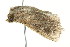  ( - 10-BWLOT-0210)  @13 [ ] CreativeCommons - Attribution (2010) CBG Photography Group Centre for Biodiversity Genomics