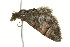 ( - 10-BWLOT-0225)  @13 [ ] CreativeCommons - Attribution (2010) CBG Photography Group Centre for Biodiversity Genomics