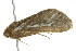  ( - 10-BWLOT-0244)  @13 [ ] CreativeCommons - Attribution (2010) CBG Photography Group Centre for Biodiversity Genomics