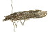  ( - 10-BWLOT-0254)  @13 [ ] CreativeCommons - Attribution (2010) CBG Photography Group Centre for Biodiversity Genomics
