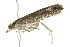  ( - 10-BWLOT-0260)  @12 [ ] CreativeCommons - Attribution (2010) CBG Photography Group Centre for Biodiversity Genomics