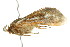  ( - 10-BWLOT-0265)  @13 [ ] CreativeCommons - Attribution (2010) CBG Photography Group Centre for Biodiversity Genomics
