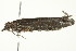  ( - 10-BWLOT-0290)  @12 [ ] CreativeCommons - Attribution (2010) CBG Photography Group Centre for Biodiversity Genomics