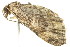  ( - 10-BWLOT-0308)  @12 [ ] CreativeCommons - Attribution (2010) CBG Photography Group Centre for Biodiversity Genomics
