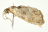  ( - 10-BWLOT-0327)  @12 [ ] CreativeCommons - Attribution (2010) CBG Photography Group Centre for Biodiversity Genomics