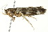  ( - 10-BWLOT-0344)  @13 [ ] CreativeCommons - Attribution (2010) CBG Photography Group Centre for Biodiversity Genomics