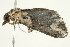  ( - 10-BWLOT-0374)  @13 [ ] CreativeCommons - Attribution (2010) CBG Photography Group Centre for Biodiversity Genomics