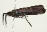  ( - 10-BWLOT-0375)  @12 [ ] CreativeCommons - Attribution (2010) CBG Photography Group Centre for Biodiversity Genomics