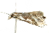  ( - 10-BWLOT-0413)  @12 [ ] CreativeCommons - Attribution (2010) CBG Photography Group Centre for Biodiversity Genomics