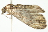  ( - 10-BWLOT-0422)  @12 [ ] CreativeCommons - Attribution (2010) CBG Photography Group Centre for Biodiversity Genomics