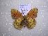  (Argynnis niobe - 2005-LOWA-211)  @12 [ ] CreativeCommons - Attribution (2010) Unspecified Centre for Biodiversity Genomics