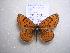  (Melitaea trivia catapelia - 2005-LOWA-43)  @13 [ ] CreativeCommons - Attribution (2010) Unspecified Centre for Biodiversity Genomics