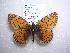  (Boloria hegemone - 2005-LOWA-452)  @15 [ ] CreativeCommons - Attribution (2010) Unspecified Centre for Biodiversity Genomics