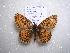  (Boloria selenis - 2005-LOWA-105)  @13 [ ] CreativeCommons - Attribution (2010) Unspecified Centre for Biodiversity Genomics