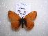  (Boloria generator - 2005-LOWA-478)  @13 [ ] CreativeCommons - Attribution (2010) Unspecified Centre for Biodiversity Genomics
