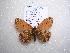  (Boloria frigidalis - 2005-LOWA-202)  @13 [ ] CreativeCommons - Attribution (2010) Unspecified Centre for Biodiversity Genomics