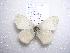  (Coenonympha sunbecca - 2005-LOWA-457)  @14 [ ] CreativeCommons - Attribution (2010) Unspecified Centre for Biodiversity Genomics