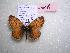  (Melitaea sultanensis - 2005-LOWA-607)  @13 [ ] CreativeCommons - Attribution (2010) Unspecified Centre for Biodiversity Genomics
