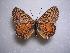  (Melitaea interrupta - LOWA-AR-16)  @15 [ ] Unspecified (default): All Rights Reserved  Unspecified Unspecified