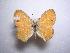  (Coenonympha saadi - LOWA-AR-30)  @13 [ ] Unspecified (default): All Rights Reserved  Unspecified Unspecified