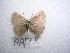  (Callophrys paulae - LOWA-AR-128)  @13 [ ] Unspecified (default): All Rights Reserved  Unspecified Unspecified