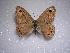  ( - LOWA-NL-12)  @13 [ ] Unspecified (default): All Rights Reserved  Unspecified Unspecified