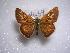  (Ochlodes brahma - LOWA-NL-39)  @14 [ ] Unspecified (default): All Rights Reserved  Unspecified Unspecified