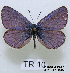  (Plebejides - McGuire09-TR10)  @14 [ ] Unspecified (default): All Rights Reserved  Unspecified Unspecified