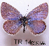  (Plebejides - McGuire09-TR14)  @14 [ ] Unspecified (default): All Rights Reserved  Unspecified Unspecified