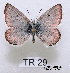  (Agriades pyrenaicus - McGuire09-TR29)  @13 [ ] Unspecified (default): All Rights Reserved  Unspecified Unspecified