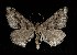  (Digrammia setonana - CGWC-0590)  @14 [ ] CreativeCommons - Attribution (2010) Unspecified Centre for Biodiversity Genomics