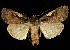  (Xestia c-nigrum - CGWC-0798)  @15 [ ] CreativeCommons - Attribution (2010) Unspecified Centre for Biodiversity Genomics