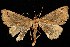  (Spargaloma - CGWC-1103)  @14 [ ] CreativeCommons - Attribution (2010) Unspecified Centre for Biodiversity Genomics