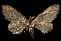  (Eupithecia interruptofasciata - CGWC-1151)  @13 [ ] CreativeCommons - Attribution (2010) Unspecified Centre for Biodiversity Genomics