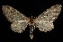  (Eupithecia multistrigata - CGWC-1191)  @15 [ ] CreativeCommons - Attribution (2010) Unspecified Centre for Biodiversity Genomics