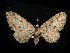  (Eupithecia niphadophilata - CGWC-1229)  @15 [ ] CreativeCommons - Attribution (2010) Unspecified Centre for Biodiversity Genomics