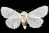  (Spilosoma virginica - CGWC-1487)  @15 [ ] CreativeCommons - Attribution (2010) Unspecified Centre for Biodiversity Genomics