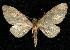  (Eupithecia sp. 2 - CGWC-2546)  @14 [ ] CreativeCommons - Attribution (2010) Unspecified Centre for Biodiversity Genomics