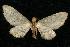 (Eupithecia sp. 7 - CGWC-2582)  @14 [ ] CreativeCommons - Attribution (2010) Unspecified Centre for Biodiversity Genomics