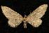  (Eupithecia pseudotsugata - CGWC-2626)  @14 [ ] CreativeCommons - Attribution (2010) Unspecified Centre for Biodiversity Genomics