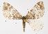  (Enchoria lacteata - CGWC-3809)  @14 [ ] CreativeCommons - Attribution (2010) Unspecified Centre for Biodiversity Genomics