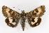  (Heliothis oregonica - CGWC-3845)  @14 [ ] CreativeCommons - Attribution (2010) Unspecified Centre for Biodiversity Genomics