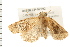  ( - 08BBLEP-02292)  @13 [ ] CreativeCommons - Attribution (2008) Unspecified Centre for Biodiversity Genomics