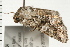  ( - 08BBLEP-02304)  @12 [ ] CreativeCommons - Attribution (2008) Unspecified Centre for Biodiversity Genomics