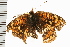  ( - 08BBLEP-02617)  @12 [ ] CreativeCommons - Attribution (2008) Unspecified Centre for Biodiversity Genomics