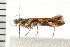  ( - 08BBLEP-03167)  @11 [ ] CreativeCommons - Attribution (2008) Unspecified Centre for Biodiversity Genomics