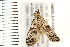  ( - 08BBLEP-03287)  @13 [ ] CreativeCommons - Attribution (2008) Unspecified Centre for Biodiversity Genomics