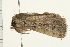  ( - 08BBLEP-03904)  @13 [ ] CreativeCommons - Attribution (2008) Unspecified Centre for Biodiversity Genomics