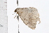  ( - 08BBLEP-05284)  @13 [ ] CreativeCommons - Attribution (2009) Unspecified Centre for Biodiversity Genomics