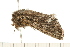  ( - 08BBLEP-04300)  @12 [ ] CreativeCommons - Attribution (2009) Unspecified Centre for Biodiversity Genomics